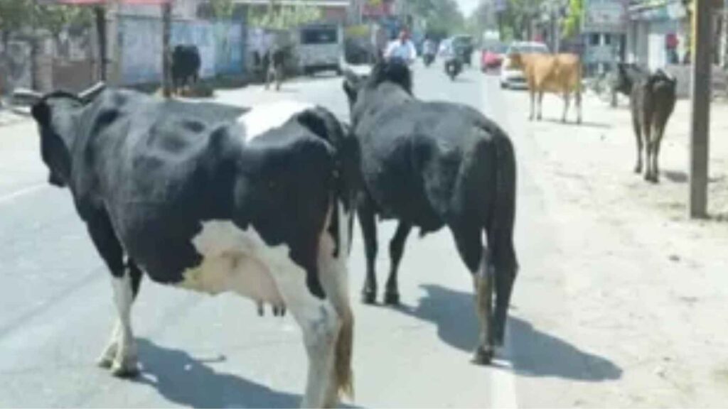 जामशेदपुर में आवारा जानवरों को हटाया जायेगा राष्ट्रपति के दौरे से पहले !