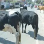 जामशेदपुर में आवारा जानवरों को हटाया जायेगा राष्ट्रपति के दौरे से पहले !